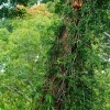 Orangutan bornejsky - Pongo pygmaeus - Bornean Orangutan o9993